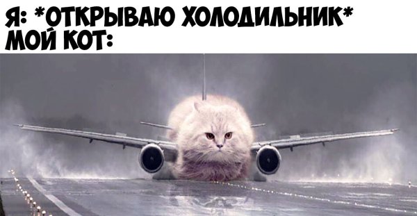 Кот летит на самолете