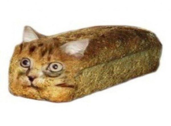 Кот хлеб