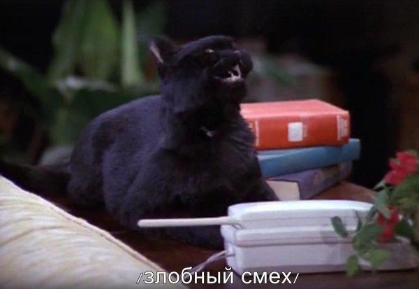 Сэйлем Сэйберхеген кот