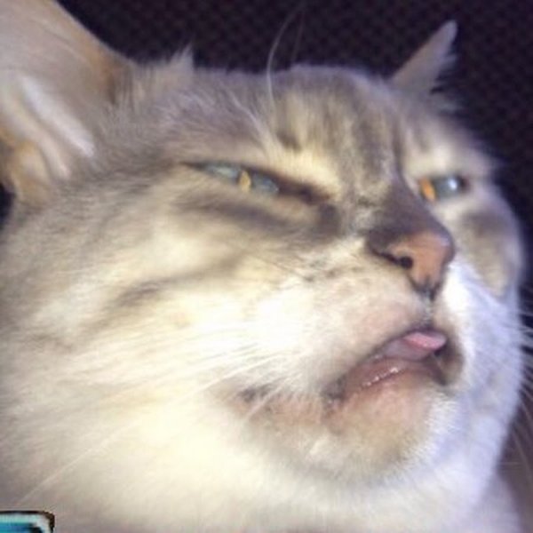 Вонючий кот