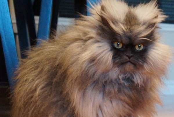 Лохматый кот