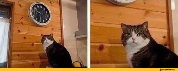 Мем с котом и часами