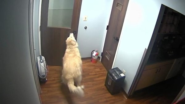 Собака за дверью Мем