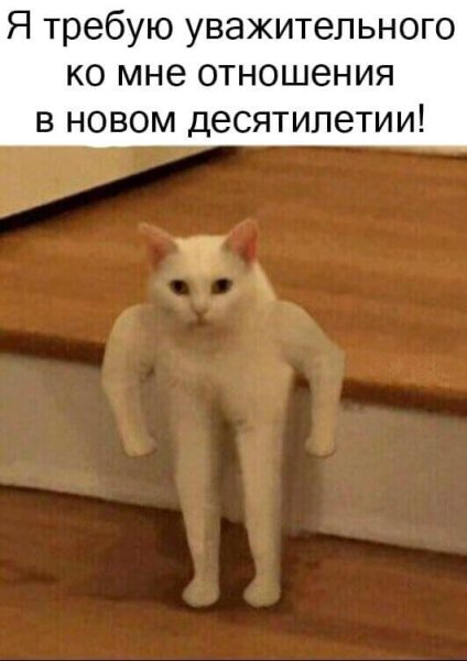 Белый кот качок