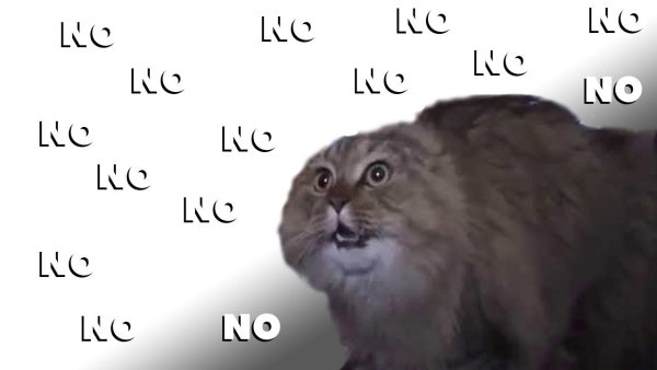 Кот no no no