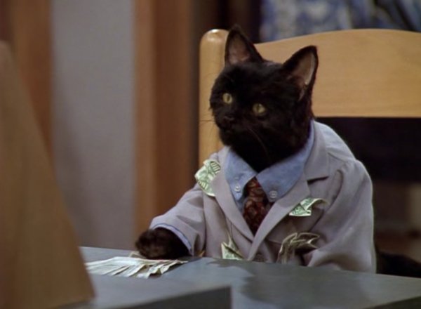 Кот Салем Сабрина