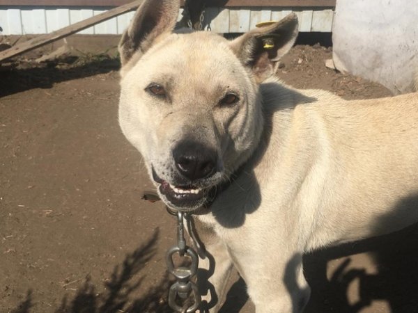 Пес одиночка прикол