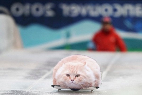 Кот левитирует