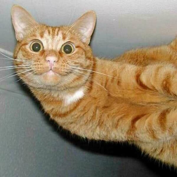 Рыжий кот улыбается
