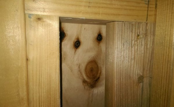 Дратути фото