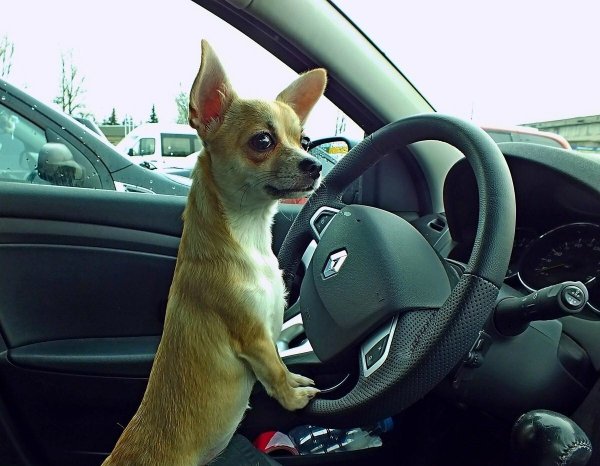 Автомобиль собака