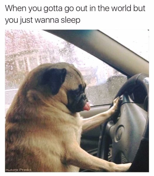 Собака за рулем прикол