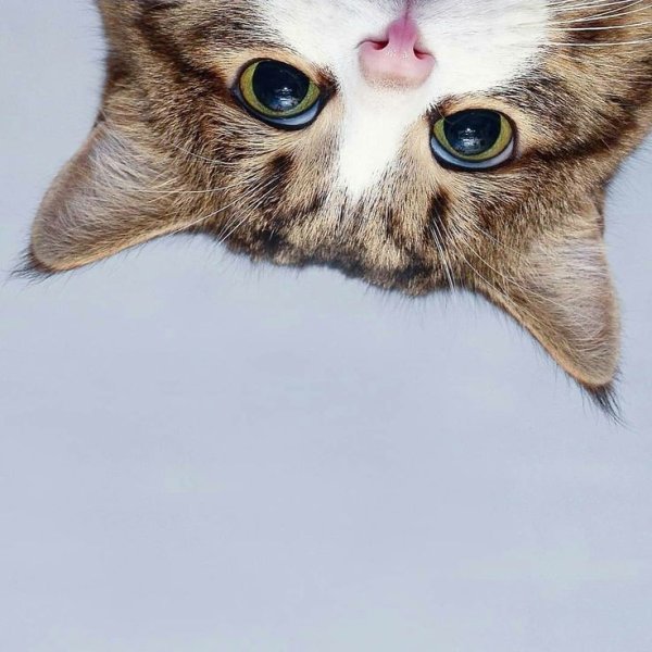 Любопытный котик