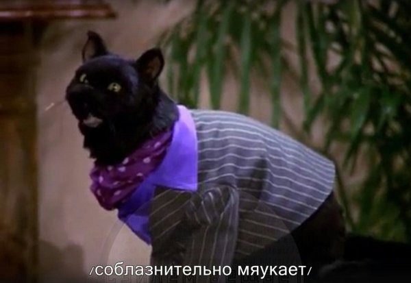 Сейлем кот Сабрина маленькая ведьма