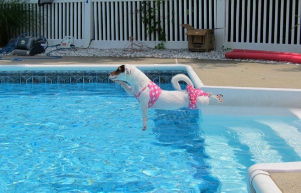 Бассейн с животными