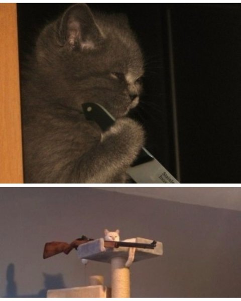 Воняешь слабостью Мем кот