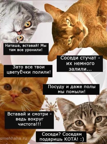 Наташа и коты мемы