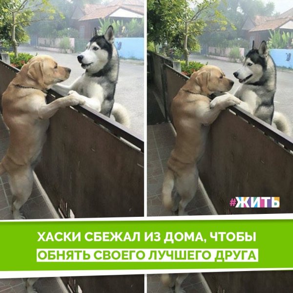 Отец одиночка собака прикол