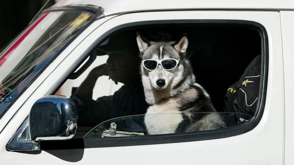 Собака в машине