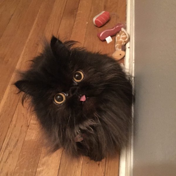 Взъерошенный кот