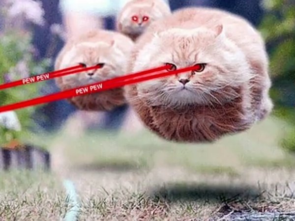 Левитирующий котик