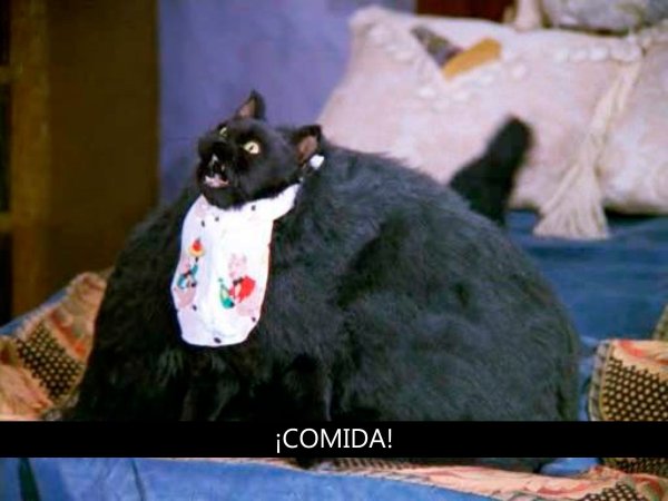 Кот Салем Сабрина