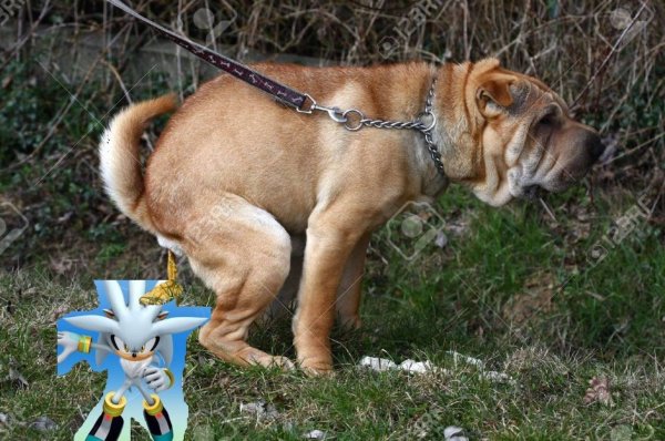 Собака какает фото