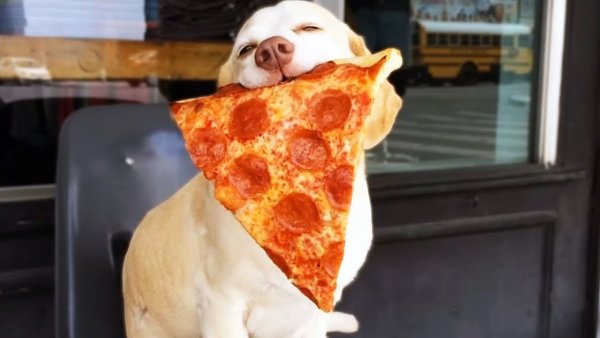 Собака и пицца