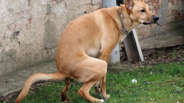 Собака какает