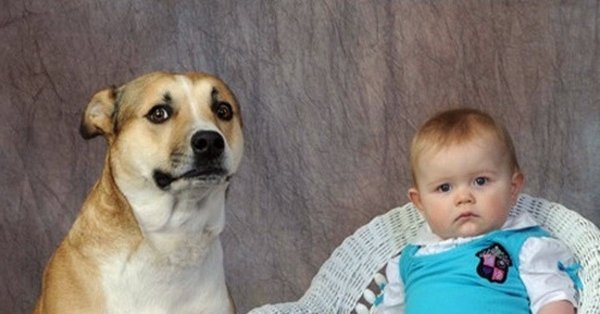 Каждый третий собака