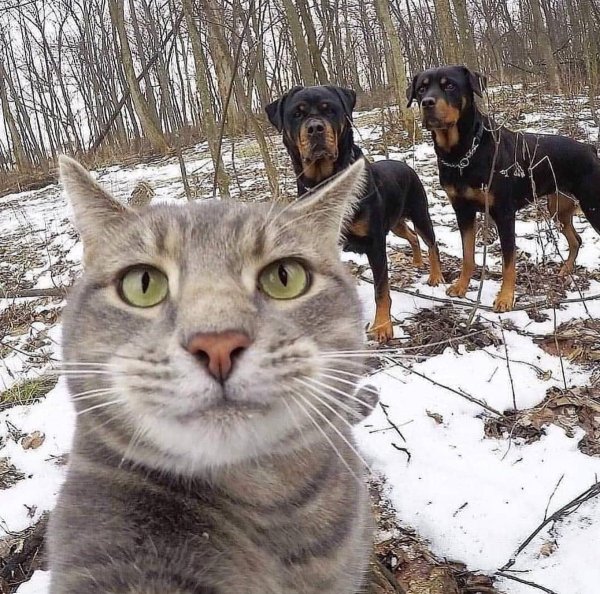 Селфи кота с собаками