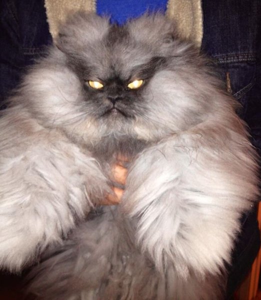 Кот Персидская шиншилла Вилфред