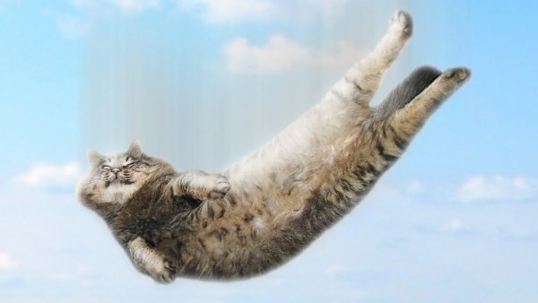 Кот падает