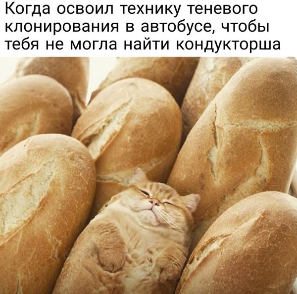 Коты булочки