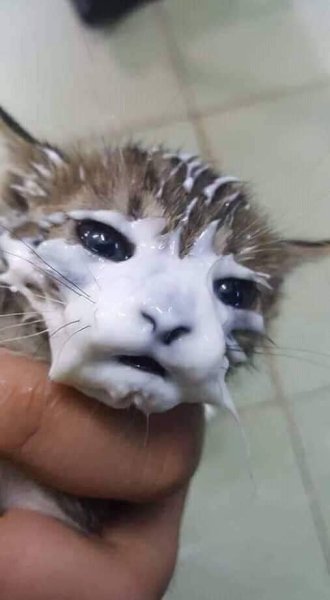 Котенок испачкался