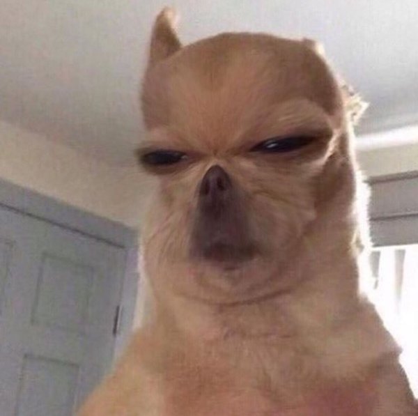 Собака щурится