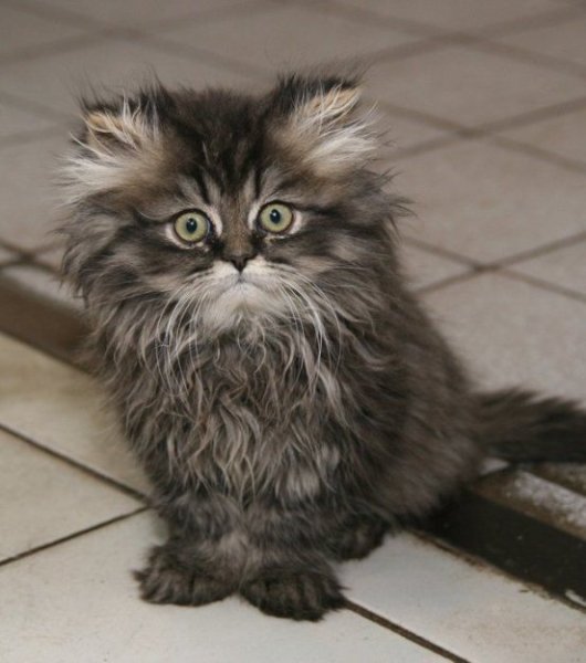 Растрепанный котенок