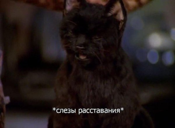 Кот Салем из Сабрины маленькой ведьмы