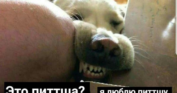 Мемы с собаками