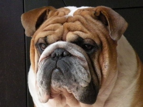 Английский бульдог
