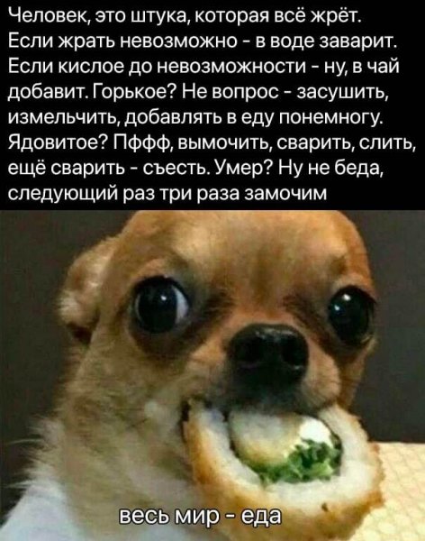 Сяке маки Мем с собакой