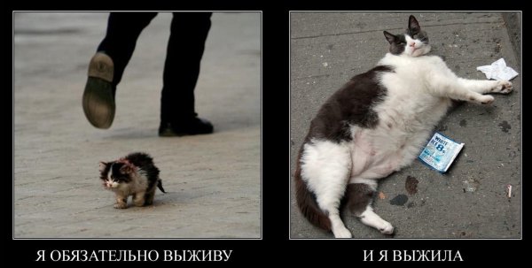 Я обязательно выживу котенок Мем