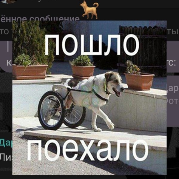 Пошло поехало собака