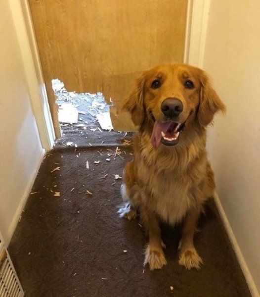 Нашкодивший пес