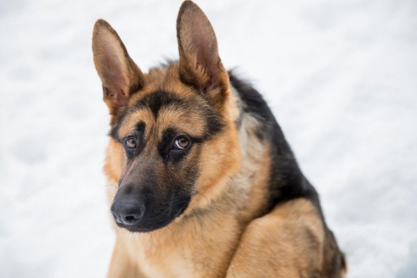 Немецкая овчарка Макс