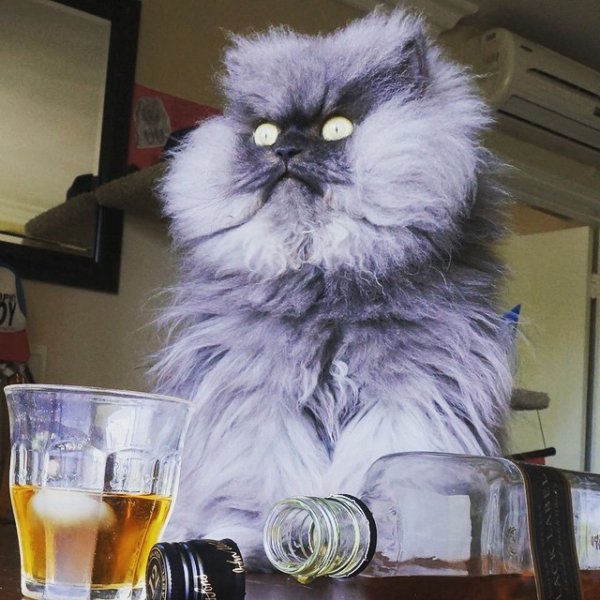 Кот с выпивкой