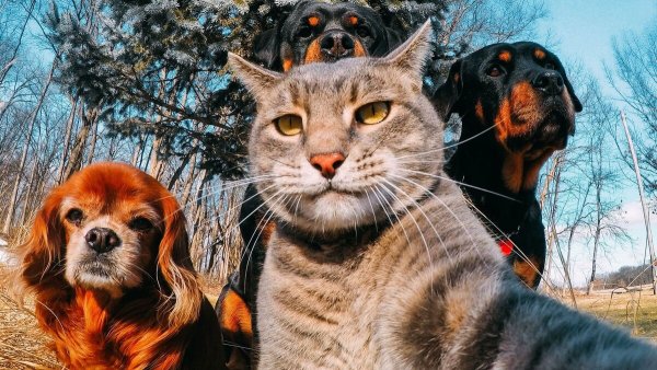 Селфи кота с собаками
