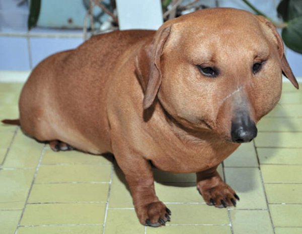 Толстые собаки