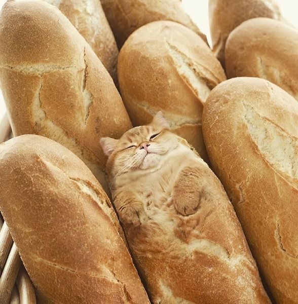 Кошка хлеб