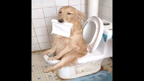 Туалет для щенка